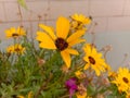 Close up of Pot Marigold flower.Pot Marigold flower.Marigold Flower.Mexicane Marigold flower.Beauti Door Marigold flower.