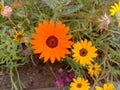 Close up of Pot Marigold flower.Pot Marigold flower.Marigold Flower.Mexicane Marigold flower.Beauti Door Marigold flower.