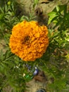 Close up of Pot Marigold flower.Pot Marigold flower.Marigold Flower.Mexicane Marigold flower.Beauti Door Marigold flower.