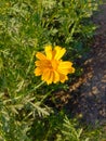 Close up of Pot Marigold flower.Pot Marigold flower.Marigold Flower.Mexicane Marigold flower.Beauti Door Marigold flower.