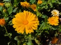 Close up of Pot Marigold flower.Pot Marigold flower.Marigold Flower.Mexicane Marigold flower.Beauti Door Marigold flower.