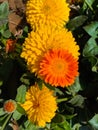 Close up of Pot Marigold flower.Pot Marigold flower.Marigold Flower.Mexicane Marigold flower.Beauti Door Marigold flower.