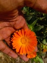 Close up of Pot Marigold flower.Pot Marigold flower.Marigold Flower.Mexicane Marigold flower.Beauti Door Marigold flower.