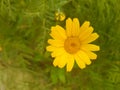 Close up of Pot Marigold flower.Pot Marigold flower.Marigold Flower.Mexicane Marigold flower.Beauti Door Marigold flower.