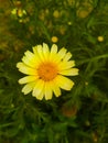 Close up of Pot Marigold flower.Pot Marigold flower.Marigold Flower.Mexicane Marigold flower.Beauti Door Marigold flower.