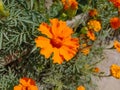 Close up of Pot Marigold flower.Pot Marigold flower.Marigold Flower.Mexicane Marigold flower.Beauti Door Marigold flower.