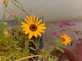 Close up of Pot Marigold flower.Pot Marigold flower.Marigold Flower.Mexicane Marigold flower.Beauti Door Marigold flower.