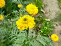 Close up of Pot Marigold flower.Pot Marigold flower.Marigold Flower.Mexicane Marigold flower.Beauti Door Marigold flower.