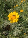 Close up of Pot Marigold flower.Pot Marigold flower.Marigold Flower.Mexicane Marigold flower.Beauti Door Marigold flower.