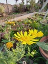 Close up of Pot Marigold flower.Pot Marigold flower.Marigold Flower.Mexicane Marigold flower.Beauti Door Marigold flower.