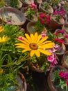 Close up of Pot Marigold flower.Pot Marigold flower.Marigold Flower.Mexicane Marigold flower.Beauti Door Marigold flower.