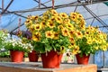Close-up of a pot of yellow petunia flowers standing on a counter in a garden store. Royalty Free Stock Photo