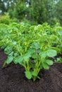 Close up of a potato field