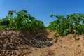 Close up of a potato field in sunlight with rows of green plants Royalty Free Stock Photo