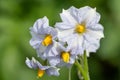 Potato flowers