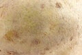 Potato skin surface texture pattern close up detail macro. Potato texture pattern.