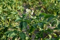 White flowers on green potato leaves Royalty Free Stock Photo