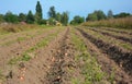 Potatoes field harvesting. Organic Farm Potatoes Harvest. Royalty Free Stock Photo