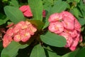 Close up of a beautiful crown of thorns flower Royalty Free Stock Photo