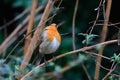 Close-up potrait of Eurasian Robin sitting on a twig in a bushes Royalty Free Stock Photo