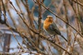 Close-up potrait of Eurasian Robin sitting on a twig in a bushes Royalty Free Stock Photo