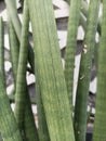 Close up potrait of green sansevieria cylindrica