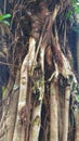 Close up potrait of the roots on a large tree trunk in the forest