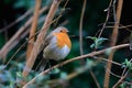 Close-up potrait of a songbird Robin with shining eye, sitting on a twig in a bushes Royalty Free Stock Photo