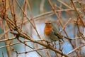 Close-up potrait of a songbird Robin with shining eye, sitting on a twig in a bushes Royalty Free Stock Photo