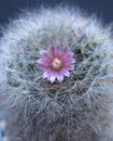 Close-up of potted cactus blooming pink flower Royalty Free Stock Photo