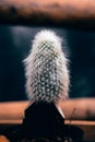 Close up of a potted cactus called Grandma Hair Cactus