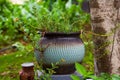 Close-up of a potted plant in a Chinese garden