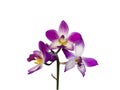 Close up Ground orchids flower on white background Royalty Free Stock Photo