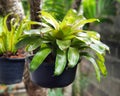 Close up of potted plants hanging at garden