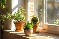 Close up of potted plants on windowsill in sunny home interior, sunlight shining through window onto cacti and Royalty Free Stock Photo