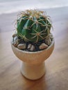 Potted Spiky Cactus with Selective Focus Royalty Free Stock Photo