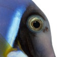 Close-up of a Powder blue tang's head, Acanthurus leucosternon