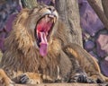 Close-up- A powerful male lion with a lush mane growls wide opening a huge predatory red mouth