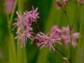 Pink ragged robin wildflowers - Lychnis flos-cuculi