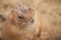 Close up of a Prairie dog / Cynomys