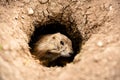 Close up Prairie Dog peeking out of burrow hole in Badlands National Park, South Dakota, small rodent on guard looking out for Royalty Free Stock Photo