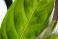 Prayer plant or Maranta houseplant leaf close up Royalty Free Stock Photo