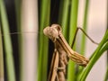 close up of praying mantis, beautiful predator. Royalty Free Stock Photo