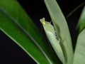 Close up Praying Mantis Camouflage on Back of Green Leaf Royalty Free Stock Photo