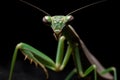 Close-up of praying mantis Royalty Free Stock Photo