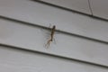 Close up of a Praying Mantis on gray aluminum siding, in the fall, in Trevor, Wisconsin