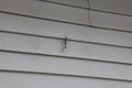 Close up of a Praying Mantis looking at the camera, on gray aluminum siding