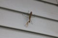 Close up of a Praying Mantis, looking at the camera, on gray aluminum siding