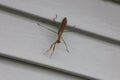 Close up of a Praying Mantis, looking at the camera, on gray aluminum siding, in the fall