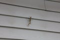 Close up of a Praying Mantis, looking at the camera, on gray aluminum siding, in the fall, in Trevor, Wisconsin
